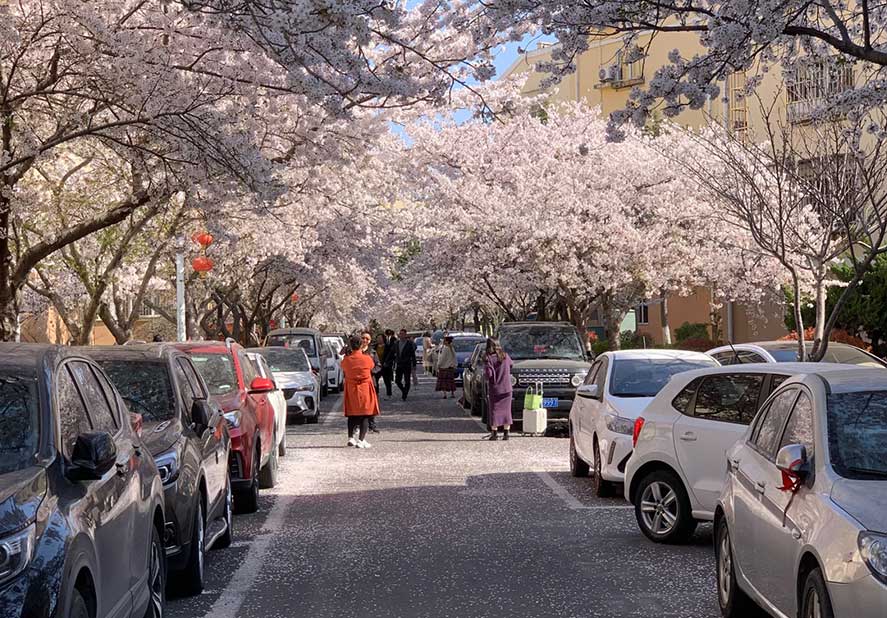 Haozhifengeghery механизм нь Cherry Blossoms-ийг үзэхийн тулд хаварыг зохион байгуулдаг